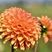 dahlia overwinteren