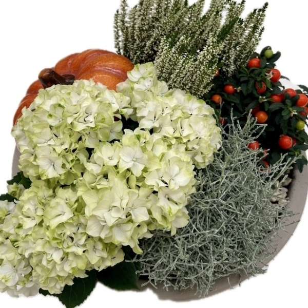 plantenarrangement Pumpkin - Afbeelding 2