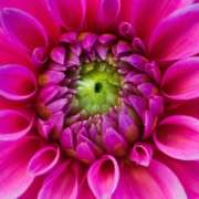 dahlia overwinteren
