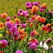 dahlia overwinteren