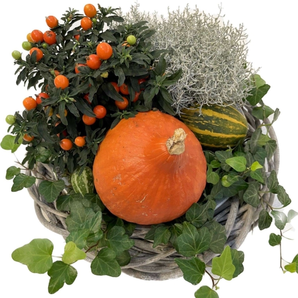 Plantenarrangement herfst vibes