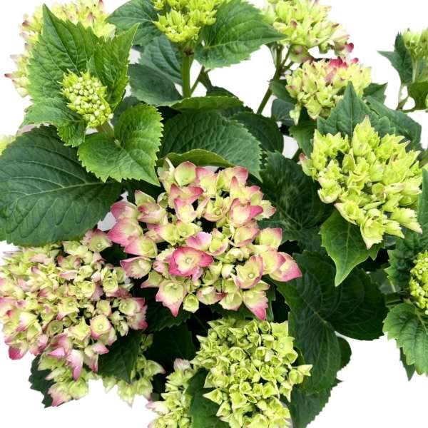 Hortensia Pinkie - Afbeelding 2