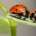 insecten