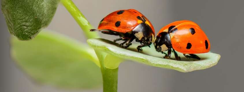 insecten