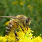 insecten