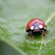 insecten