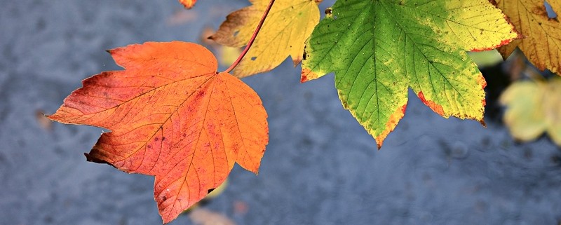 koopzondag herfst de huifkar