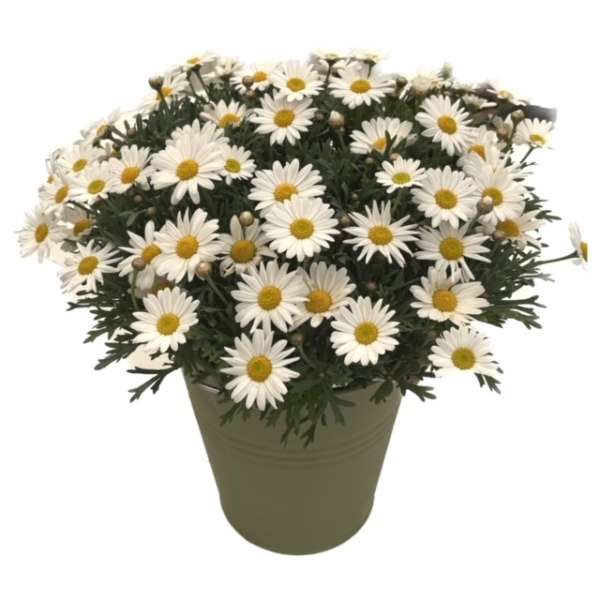 planten Margriet