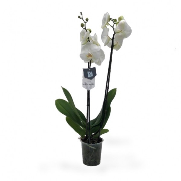 Phaleanopsis