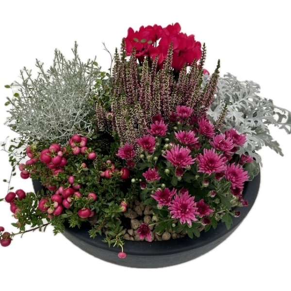 Plantenarrangement Oakley