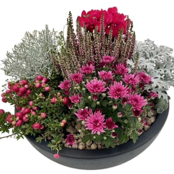Plantenarrangement Oakley - Afbeelding 2
