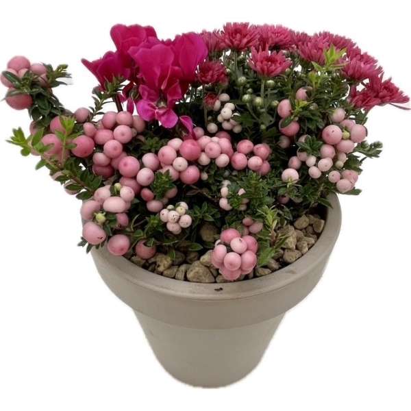 Plantenarrangement Robin