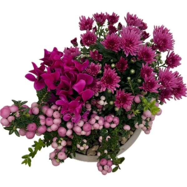 Plantenarrangement Robin - Afbeelding 2