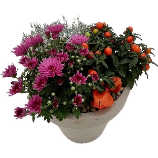 Plantenarrangement Sage