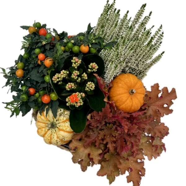 Plantenarrangement Ash - Afbeelding 2