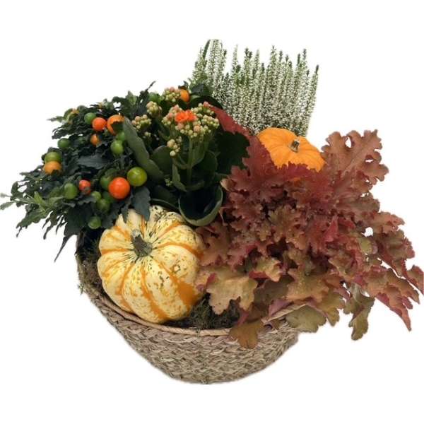 Plantenarrangement Ash