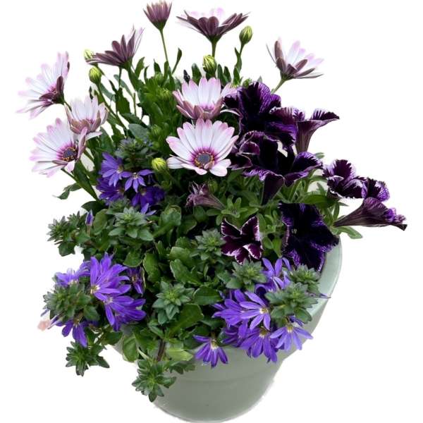 Plantenarrangement Jola