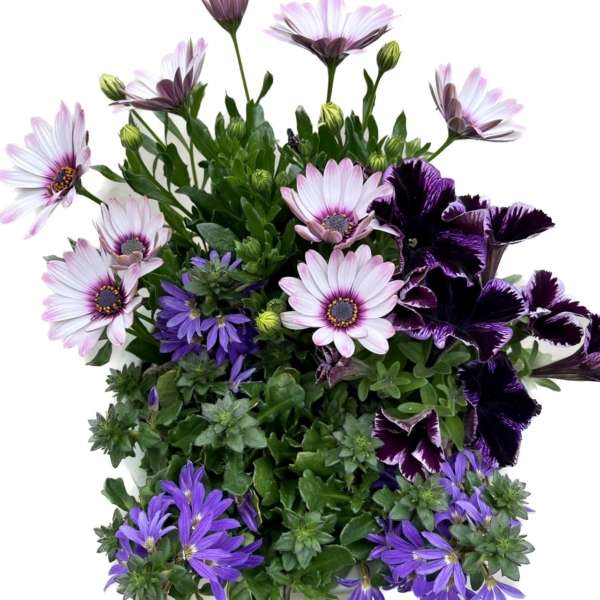 Plantenarrangement Jola - Afbeelding 2