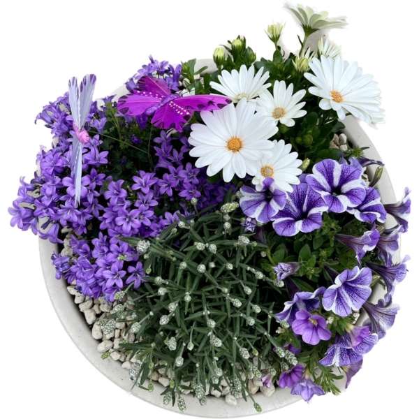 Plantenarrangement Jolan - Afbeelding 2