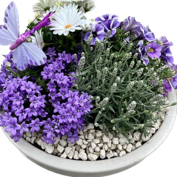 Plantenarrangement Jolan