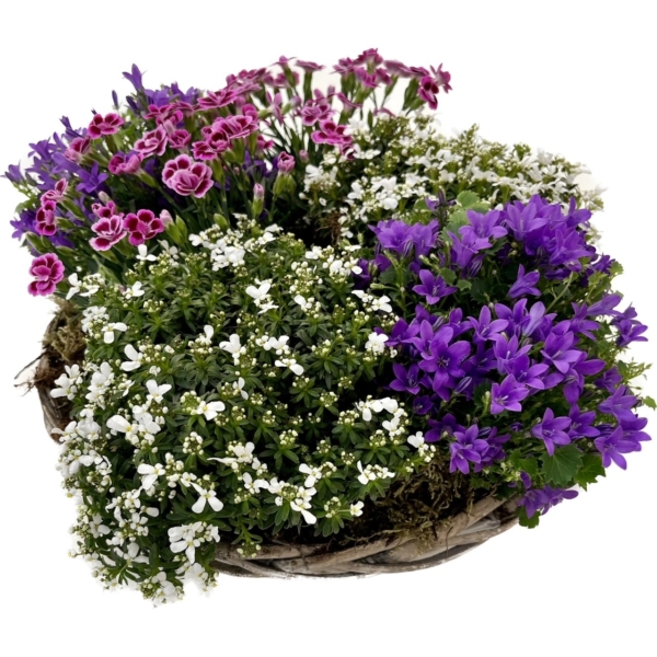 Plantenarrangement violet