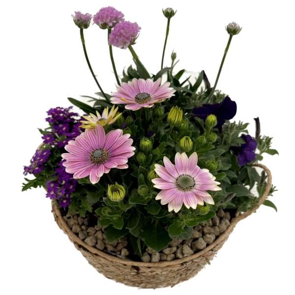 Plantenarrangement Lila