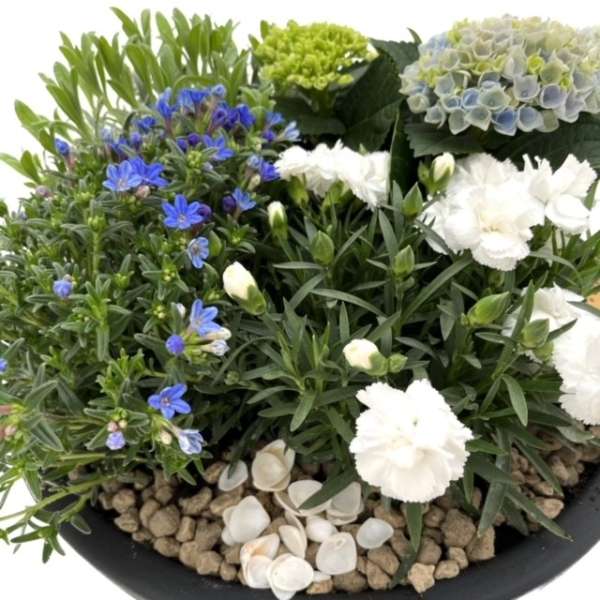 plantenarrangement Mees - Afbeelding 2