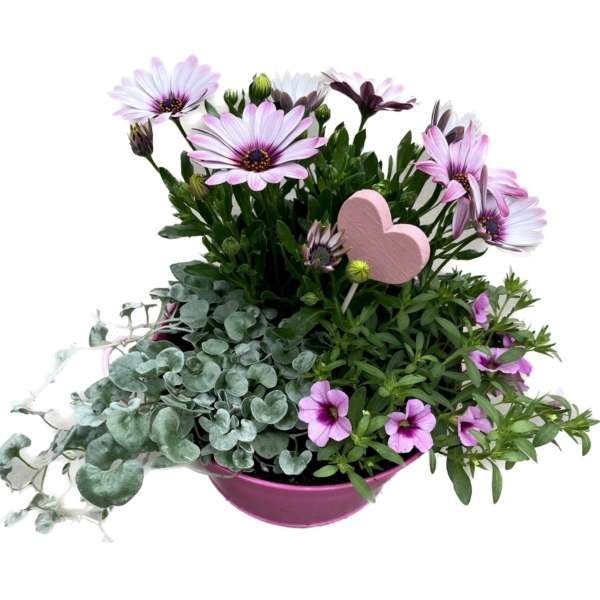 Plantenarrangement Pembe
