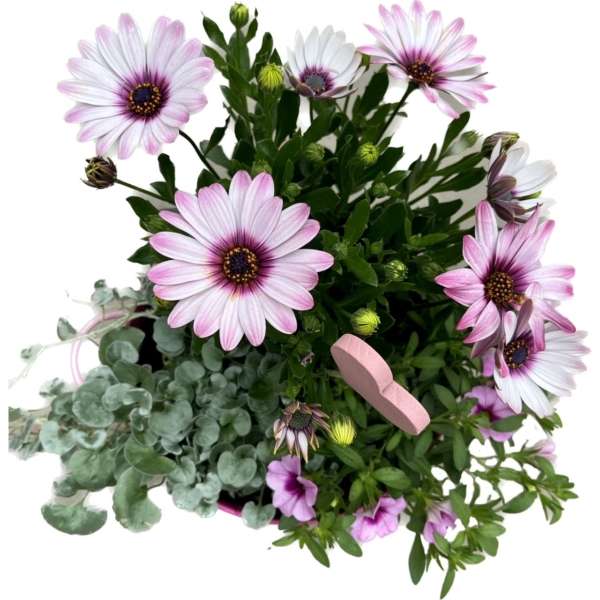 Plantenarrangement Pembe - Afbeelding 2