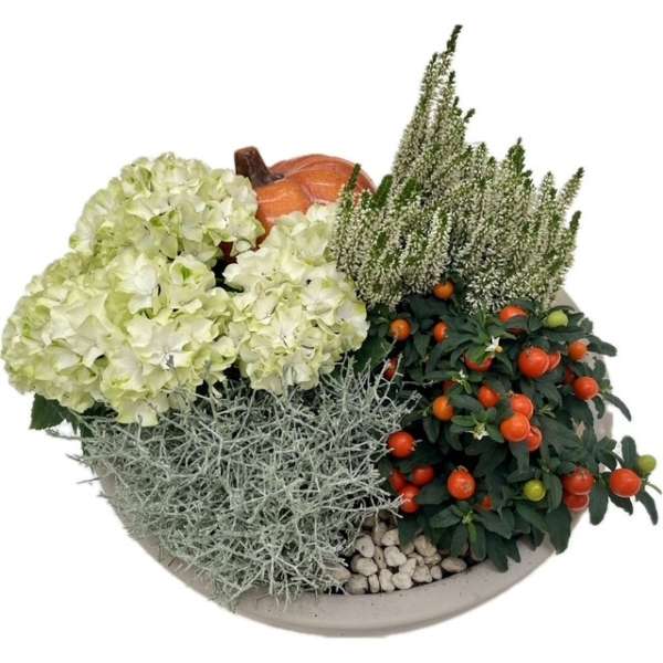 plantenarrangement Pumpkin