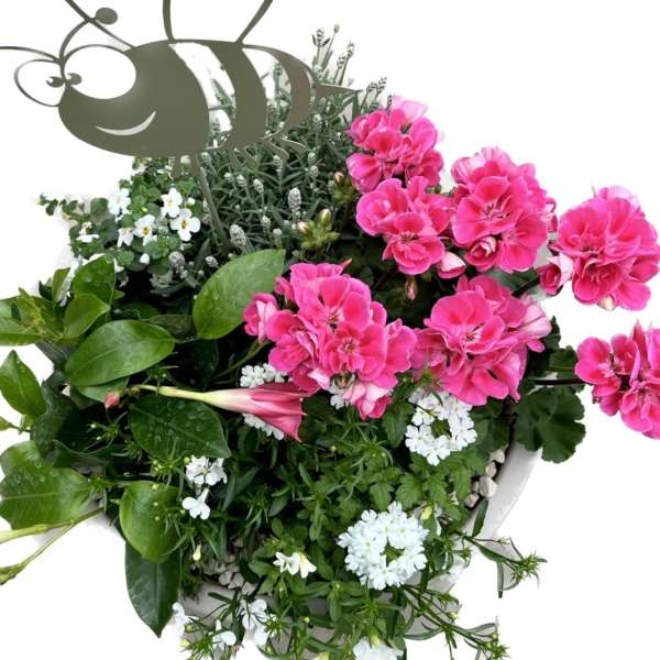 plantenarrangement roza - Afbeelding 2
