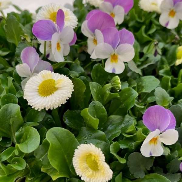 Plantenarrangement violen - Afbeelding 2
