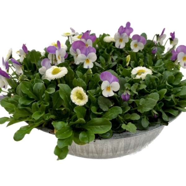 Plantenarrangement violen