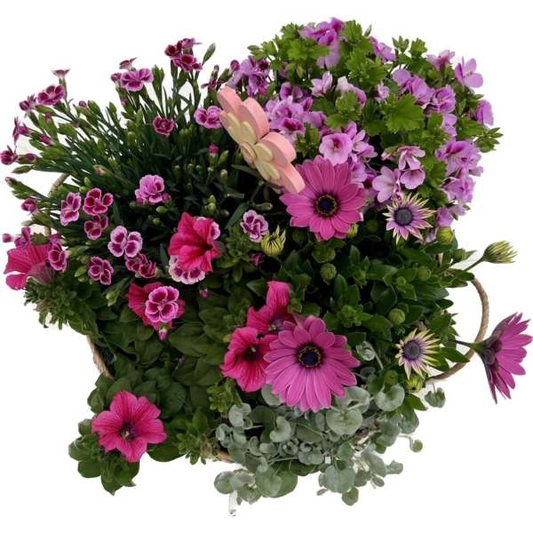 plantenarrangement Mauve - Afbeelding 2