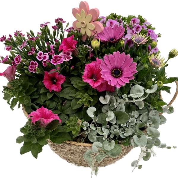 plantenarrangement Mauve