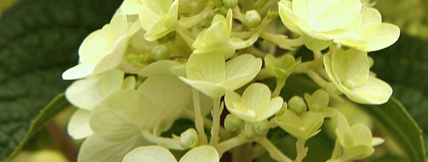 Hydrangea