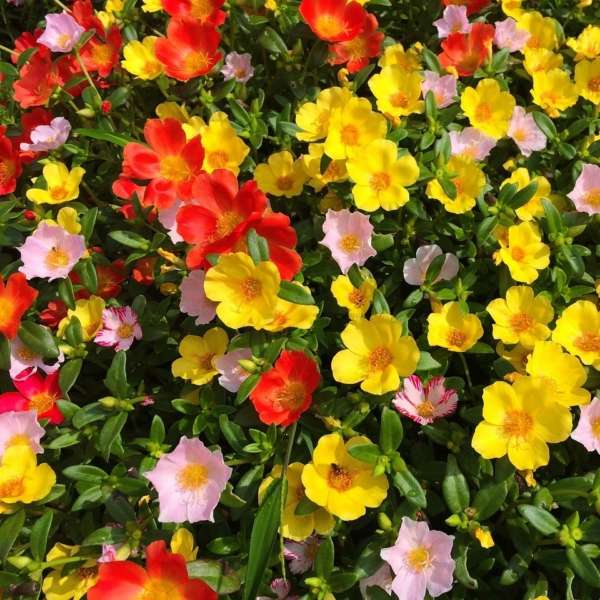 Portulaca schaal - Afbeelding 2