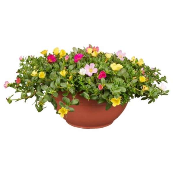 Portulaca schaal