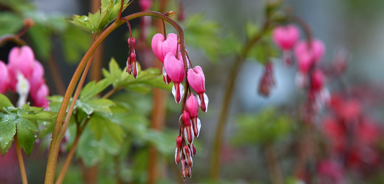 Buitenplanten