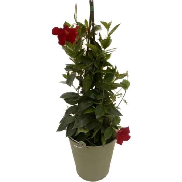 planten Sundaville - Afbeelding 3