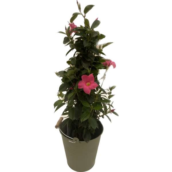 planten Sundaville