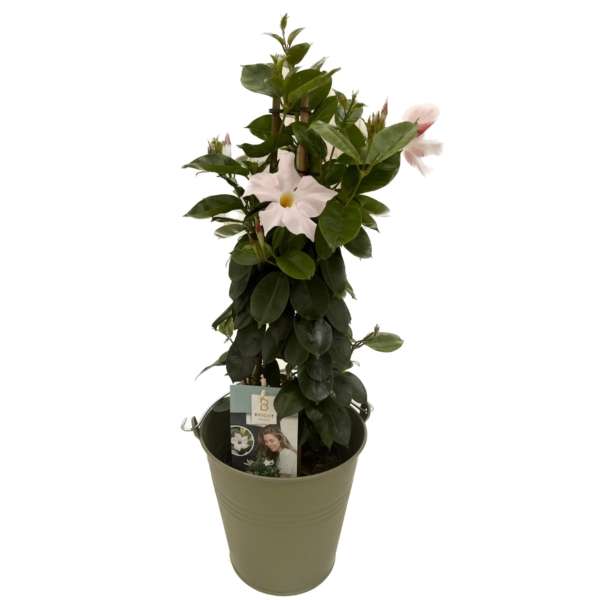 planten Sundaville - Afbeelding 2