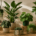 trendy kamerplanten