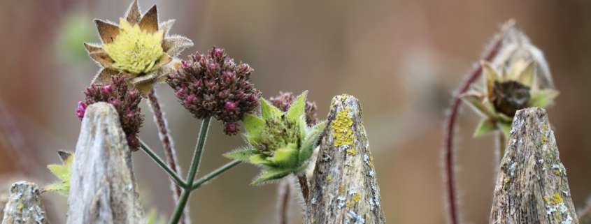 tuin september