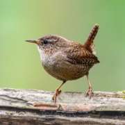 vogels voeren in juni