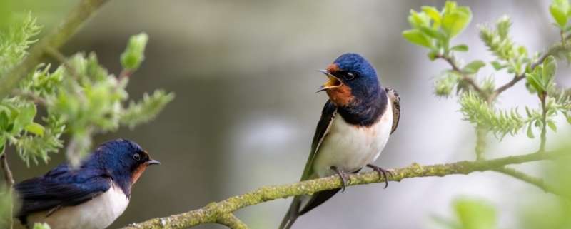 vogels voeren in juni