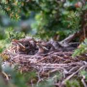 vogels voeren in juni