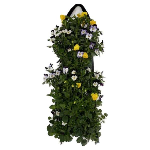 Plantenarrangement wandhanger violen
