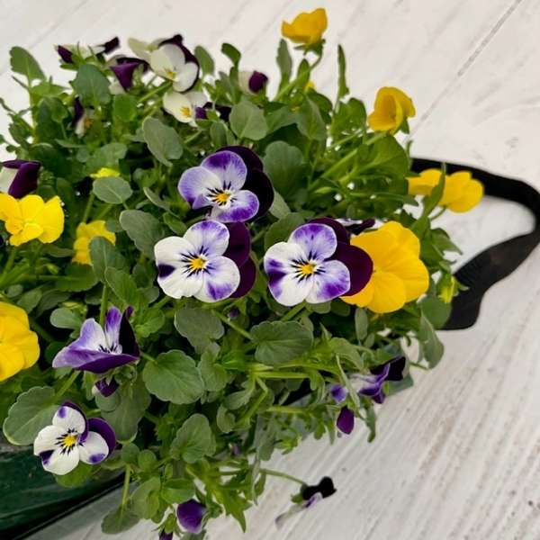 Plantenarrangement wandhanger violen - Afbeelding 2