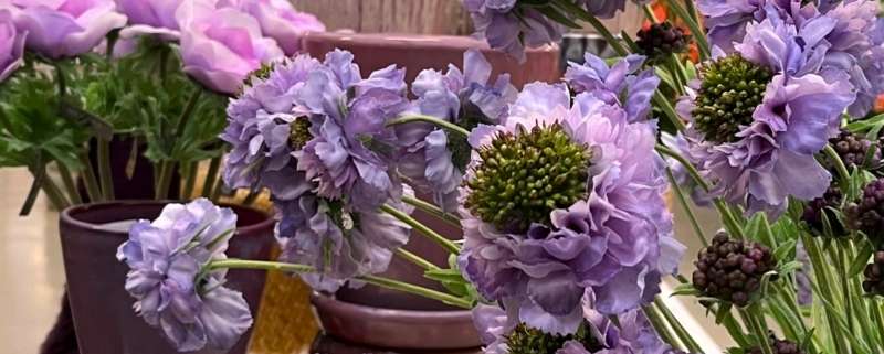 zijdenbloemen